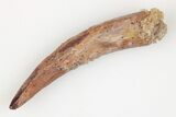 1.35" Fossil Pterosaur (Siroccopteryx) Tooth - Morocco - #203407-1